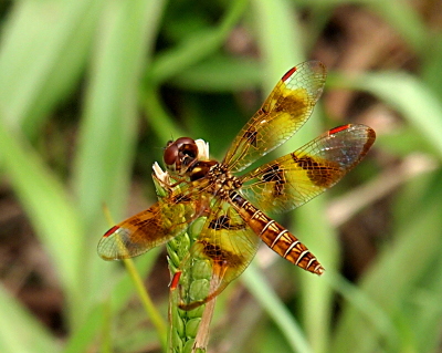 [The amberwing is perched at the tip of some vegetation. This is a top-down back view with the wings spread to the side. The four red pterstigma are visible while the background vegetation is visible through the clear sections of her wings. Her wings have sections of brown and yellow as well as the clear parts. The light sections between the segments of her body contrast with the copper-brown of her body.]